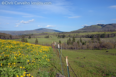 Wildflowers bordering a pasture near Memaloose State Park showing grazing impact.  Chris Carvalho/Lensjoy.com