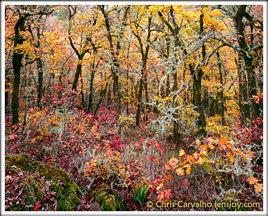 Oak Canyon --  Chris Carvalho/Lensjoy.com