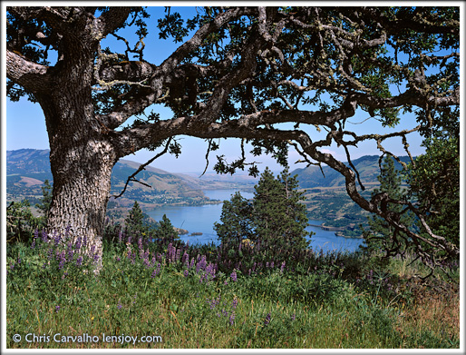 Oak Arch --  Chris Carvalho/Lensjoy.com