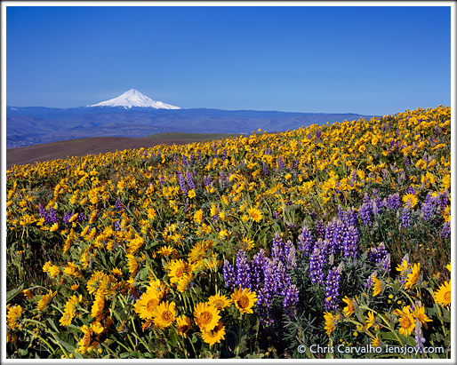 Columbia Gorge Meadows --  Chris Carvalho/Lensjoy.com