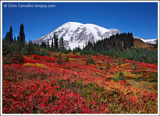 Rainier Paradise --  Chris Carvalho/Lensjoy.com