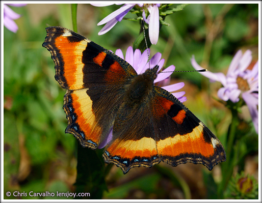 Milbert's Tortoiseshell --  Chris Carvalho/Lensjoy.com