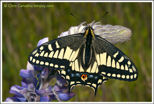 Anise Swallowtail on Lupine -- © Chris Carvalho/Lensjoy.com