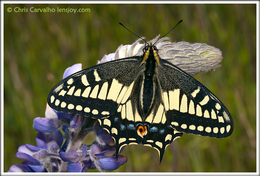 Anise Swallowtail on Lupine --  Chris Carvalho/Lensjoy.com