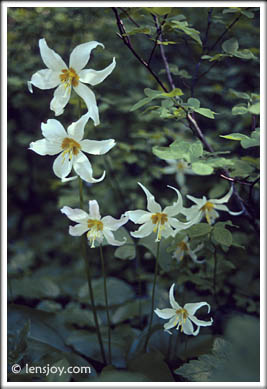 Avalanche Lilies --Photo  Chris Carvalho/Lensjoy.com