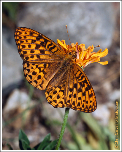 Atlantis Fritillary --  Chris Carvalho/Lensjoy.com