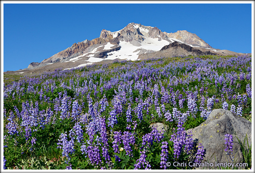 Summer Lupines, Mt. Hood --  Chris Carvalho/Lensjoy.com