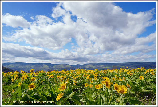 Dreams of Springtime -- © Chris Carvalho/Lensjoy.com