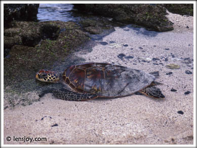 Sea Turtle  Chris Carvalho/Lensjoy.com