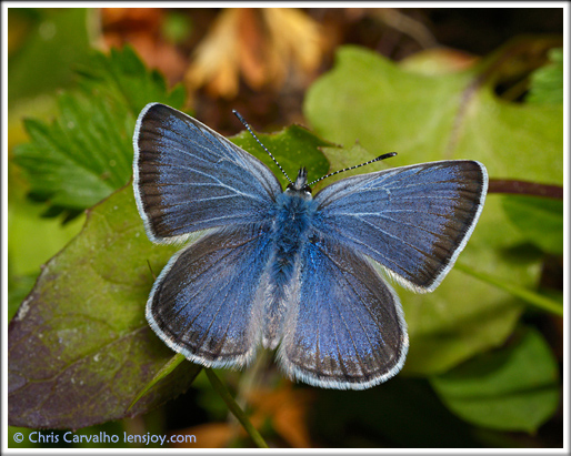 Blue Butterfly --  Chris Carvalho/Lensjoy.com