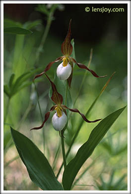 Mountain Lady Slipper --Photo  Chris Carvalho/Lensjoy.com