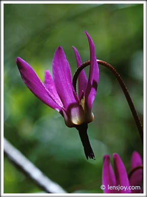 Shooting Star Flower Photo --  Chris Carvalho/Lensjoy.com