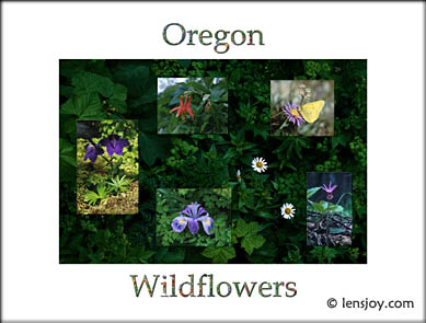 Oregon Wildflowers -- Photo  Chris Carvalho/Lensjoy.com