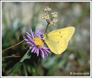 Sulfur Butterfly -- Photo  Chris Carvalho/Lensjoy.com