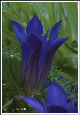 Blue Gentian -- Photo  Chris Carvalho/Lensjoy.com