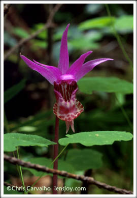 Calypso Orchid -- Photo  Chris Carvalho/Lensjoy.com
