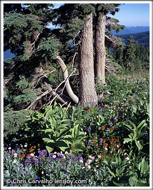 Paradise Park Tree and Flowers -- Photo  Chris Carvalho/Lensjoy.com