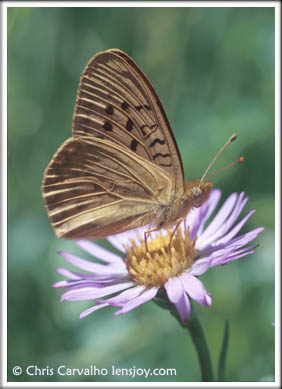 Steens Fritillary (Speyeria mormonia artonis) -- Photo  Chris Carvalho/Lensjoy.com