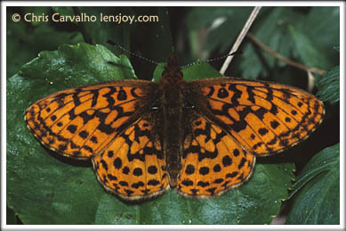 Western Meadow Fritillary -- Photo  Chris Carvalho/Lensjoy.com