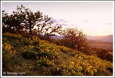 Balsamroot at Tom McCall Preserve -- Photo  Chris Carvalho/Lensjoy.com