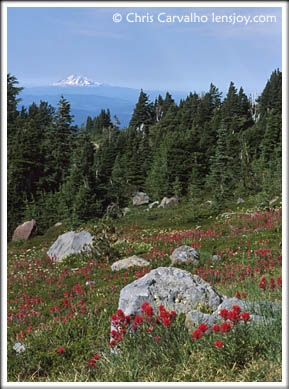 Mt. Adams and Indian Paintbrush -- Photo  Chris Carvalho/Lensjoy.com