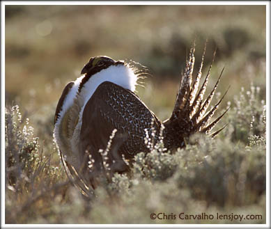 Sage Grouse -- Photo  Chris Carvalho/Lensjoy.com