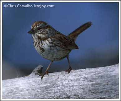 Song Sparrow -- Photo  Chris Carvalho/Lensjoy.com