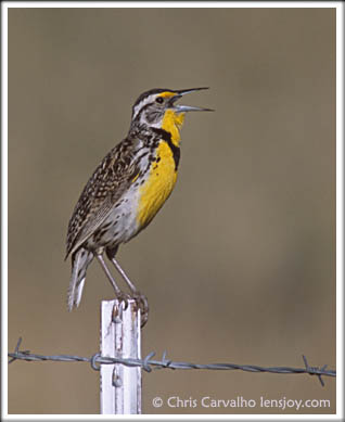 Western Meadowlark -- Photo  Chris Carvalho/Lensjoy.com