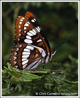 Lorquin's Admiral -- Photo  Chris Carvalho/Lensjoy.com