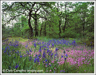 Camassia Preserve -- Photo  Chris Carvalho/Lensjoy.com