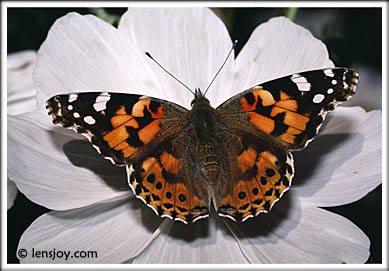 Painted Lady on Cosmos -- Photo  Chris Carvalho/Lensjoy.com