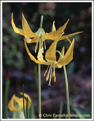 Glacier Lily -- Photo  Chris Carvalho/Lensjoy.com