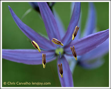 Camassia Essence -- Photo  Chris Carvalho/Lensjoy.com