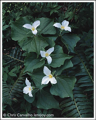 Trilliums -- Photo  Chris Carvalho/Lensjoy.com