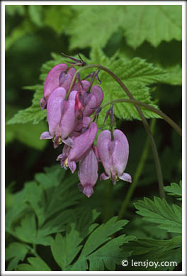 Bleeding Heart -- Photo  Chris Carvalho/Lensjoy.com