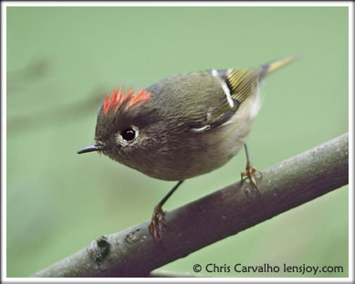 Ruby-Crowned Kinglet -- Photo  Chris Carvalho/Lensjoy.com