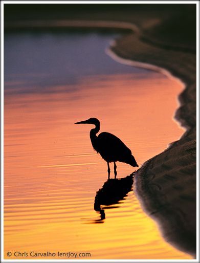 Heron Sunset -- Photo  Chris Carvalho/Lensjoy.com