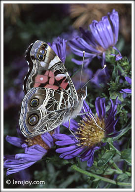 Painted Lady -- Photo  Chris Carvalho/Lensjoy.com