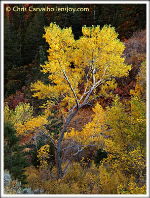 Cottonwood -- Photo  Chris Carvalho/Lensjoy.com