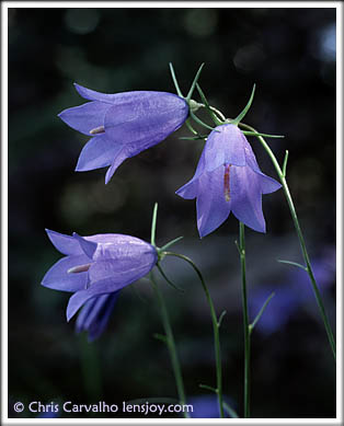 Mountain Bluebells -- Photo  Chris Carvalho/Lensjoy.com