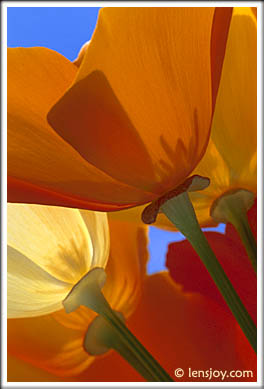 Poppies II (California Poppies) -- Photo  Chris Carvalho/Lensjoy.com