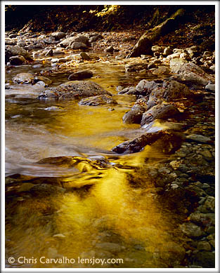Vermont Gold -- Photo © Chris Carvalho/Lensjoy.com