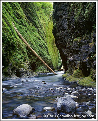 Oneonta Gorge -- Photo  Chris Carvalho/Lensjoy.com