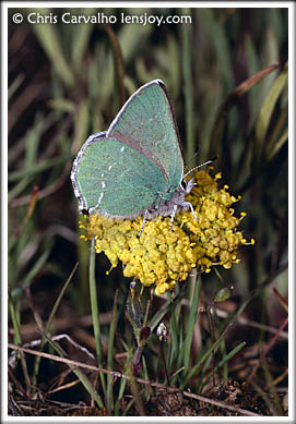 Little Green Hairstreak  Chris Carvalho/Lensjoy.com