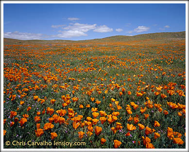 Antelope Valley Poppy Field  Chris Carvalho/Lensjoy.com