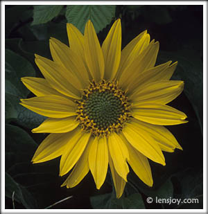 Balsamroot -- Photo  Chris Carvalho/Lensjoy.com