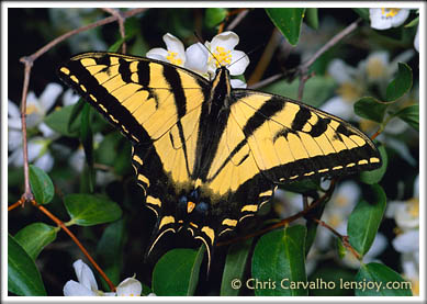 Tiger Swallowtail -- © Chris Carvalho/Lensjoy.com