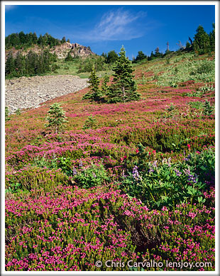 Heather Wonderland --  Chris Carvalho/Lensjoy.com