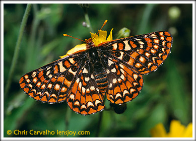 Ridge Checkerspot -  Chris Carvalho/Lensjoy.com