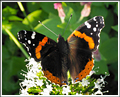 Red Admiral (Vanessa atalanta) feeding on valerian